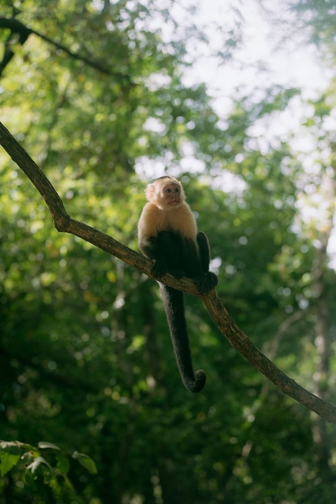 White-faced capuchin monkey on a tree branch in the jungle near Montezuma, Costa Rica